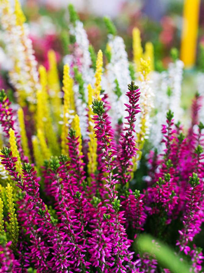 Flowers in florist shop